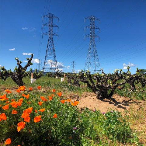 WWC21 Howard C - Evangelho_spring