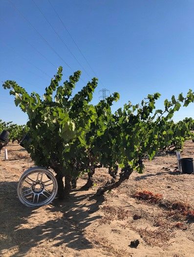 WWC21 Howard C - Evangelho old vines