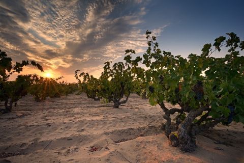 WWC21 Howard C - Evangelho sand vines