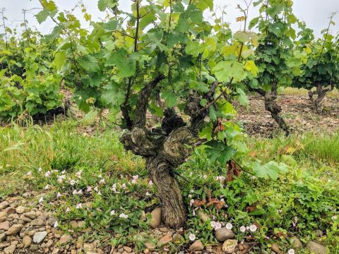 WWC21 Panman C - Le Jardin Mauzac bush vine in summer