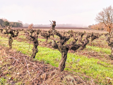 WWC21 Panman C - Le Jardin Mauzac vineyard