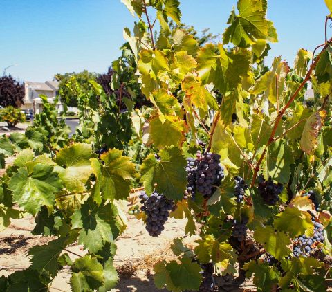 WWC21 Rasmussen C - Alicante