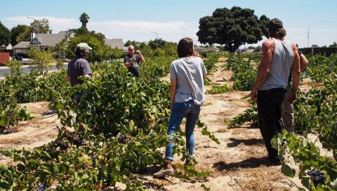 WWC21 Rasmussen C - Alan Lucchesi with Abe, Charlie and Megan in the transplanted vineyard