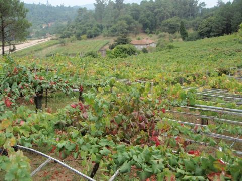 WWC21 Vandewalle S - Finca Genoveva from above