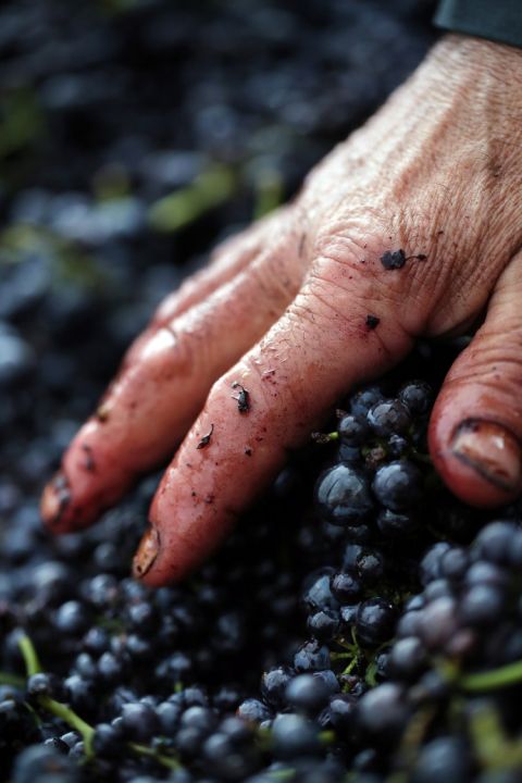 Maison Dominique Piron - harvest time