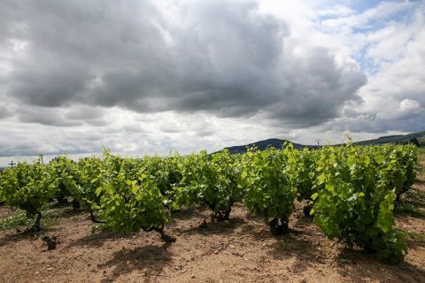 Piron Gamay vineyards, old vines by Thvallier