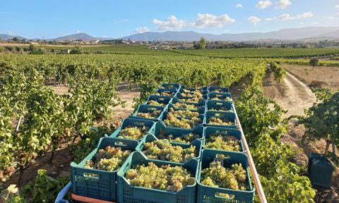 Antonella Corda Mitza Manna Vermentino