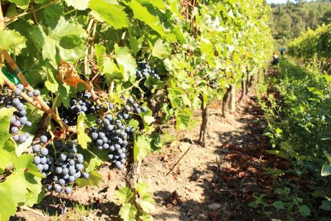 Bodegas Rectoral de Amandi ripe Mencia