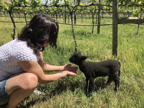 Paula Howard with babydoll sheep
