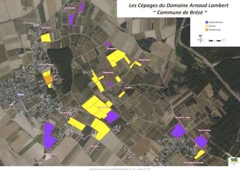 Arnaud Lambert's Brézé vines