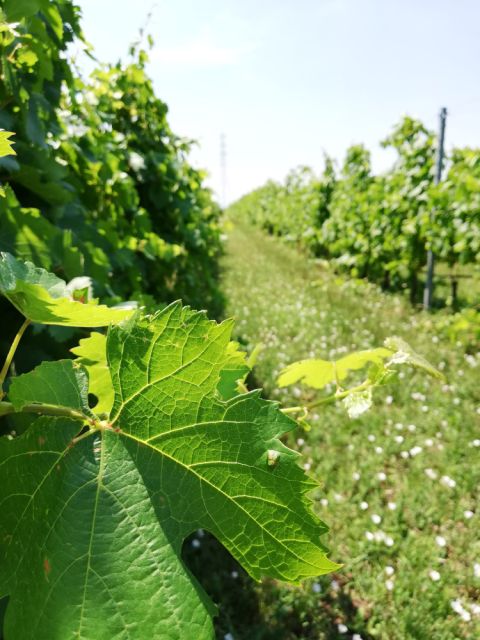 Tamellini's younger vines