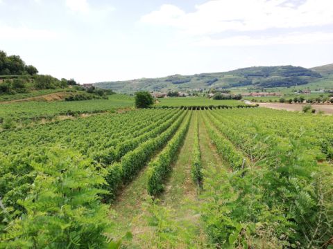 Tamellini's Soave vineyards