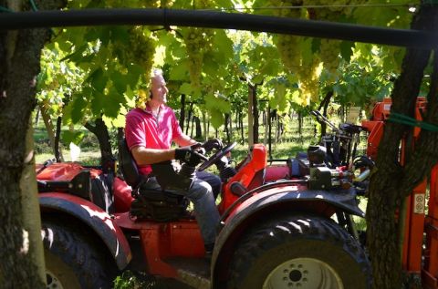 Tamellini's 60-year-old pergola-trained vines