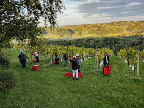 Kog Slovenia picking starts - Liam Cabot