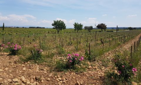 Ch de Beaucastel's biodynamic vineyard with a few trees and cystus plants