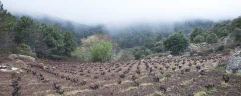 Cien Lanzas vineyard April