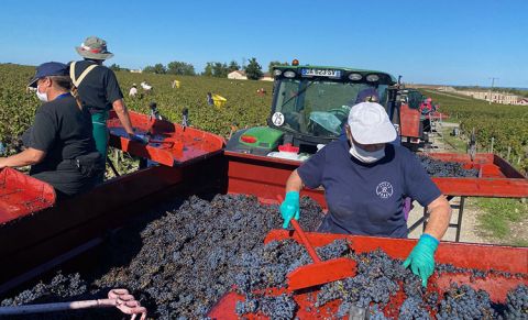 2021 harvest at Ch Lafite by Gavin Quinney