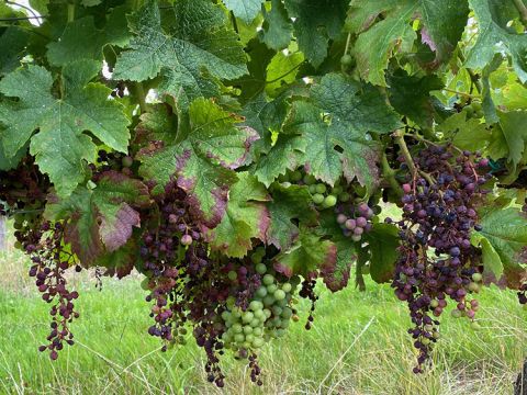 Bordeaux 2021 – mildew on bunches of grapes