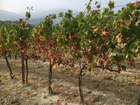 Drought-affected vines in Gavi in July 2021