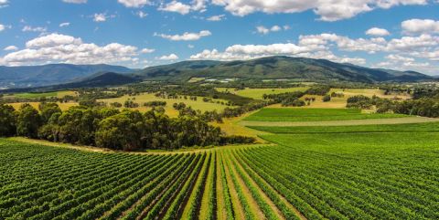 Giant Steps' Applejack Vineyard view 1