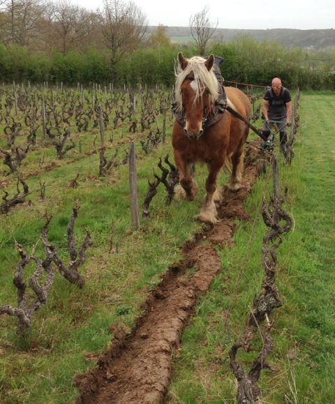 Clos de la Meslerie - horse tilling