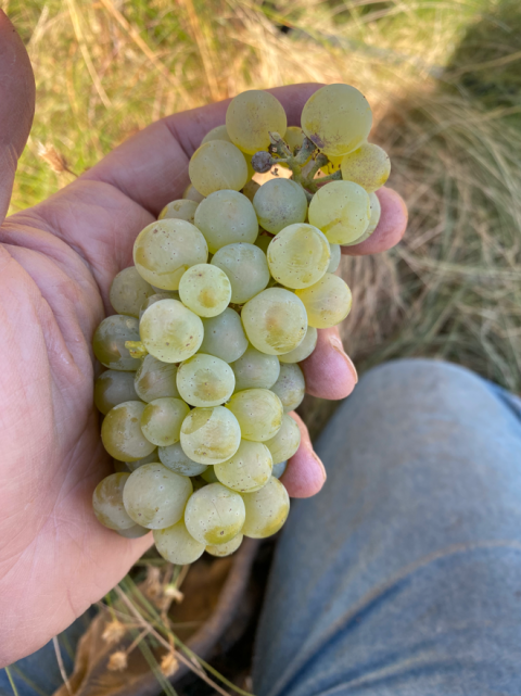 WWC22 Hawkins - Tai-Ran Niew holding Chardonnay grown using Fukuoka at Niew Vineyard