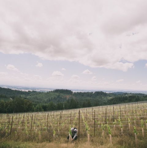 WWC22 Hawkins - Tai-Ran Niew at Niew Vineyard