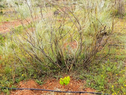 Friendly neighbours – retama and a Garnacha vine credit Charlie Leary