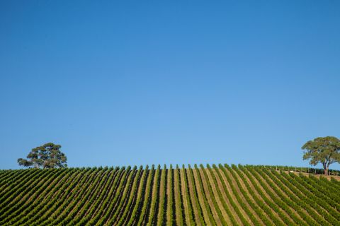 Giant Step's Sexton Vineyard