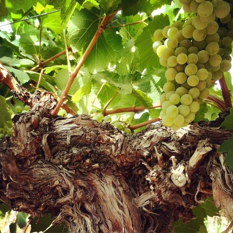Sleight of Hand Cellars, 40-year-old Chardonnay vine