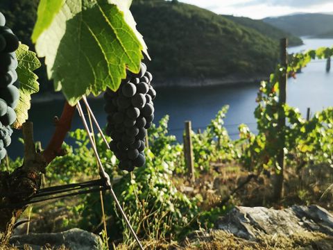 A bunch of red grapes in a vine planted on a terrace over the Miño River, Ribeira Sacra