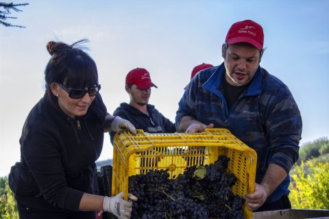 Elena and team 2018 harvest