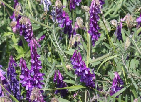 Hairy Vetch in Bloom at Tantalus Vineyards