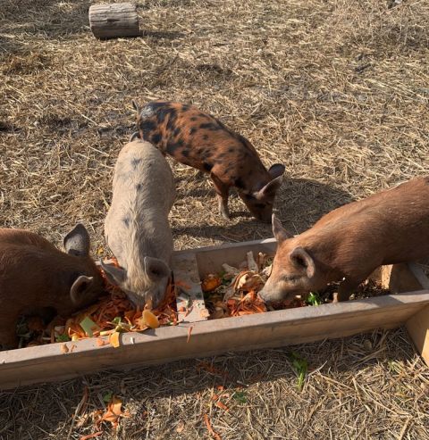 Bella Farm Pigs