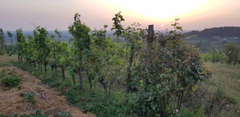 The first row of Merlot two weeks later