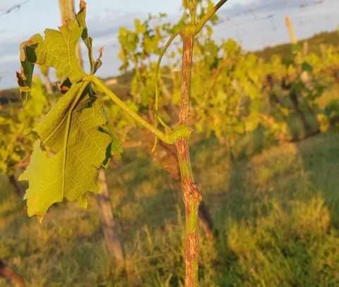 The swift healing process, four days after hail, the wounds are closed over offering a spotted cane effect