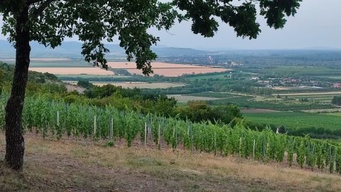 The top of Gyertyános as viewed from the west, June 2022