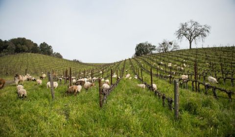 Nature’s woolly tractors at Tablas Creek