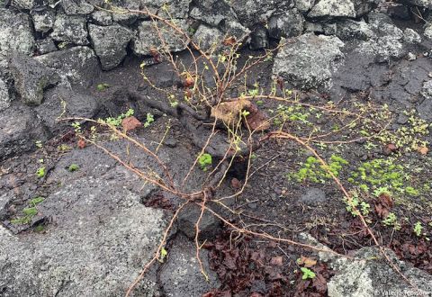 A vine should suffer