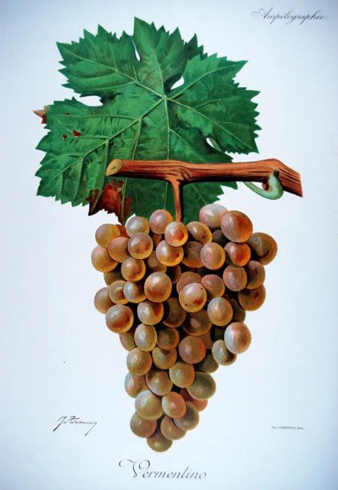 Viala and Vermorel Vermentino