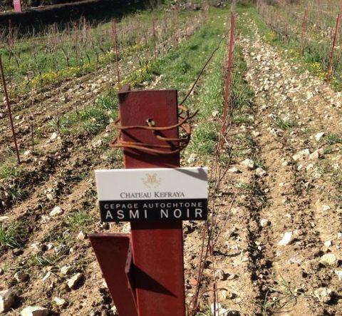 Lebanese indigenous variety