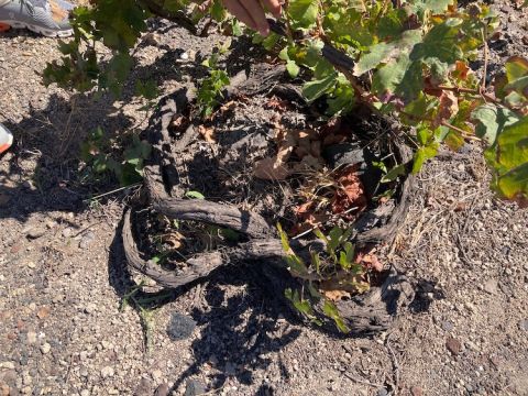 Basket shaped Assyrtiko