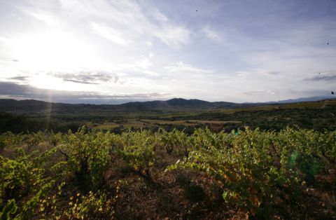 Chapoutier Bila-Haut vines