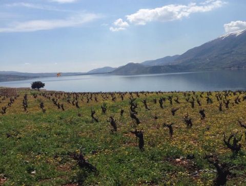 Vines by Lake Qaraoun at the southern end of the Bekaa Valley