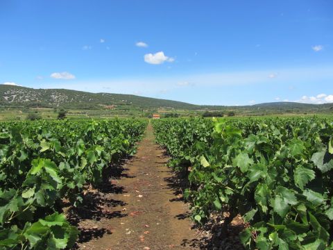 Mas des Brousses vineyards