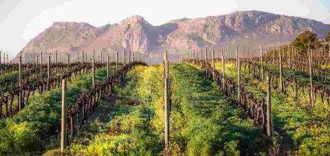 Constantia Uitsig vineyard