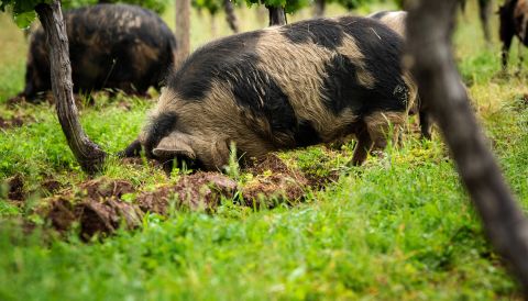 Black-andwhite Kune Kune pigs rooting in between the rows at Antiquum Farm in Oregon
