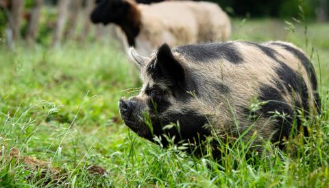 Kune Kune pigs in the deep green grass of the vineyard at Antiquum Farm