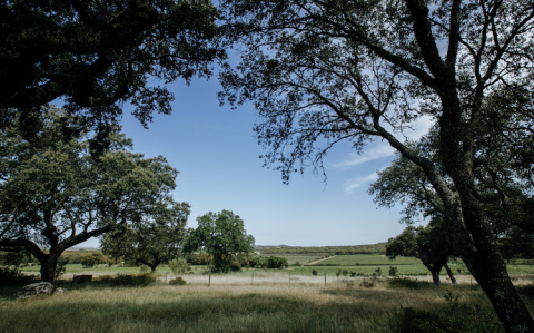 Coelheiros landscape