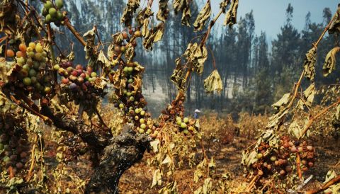 Grapes hand on a vine burnt by the wildfires